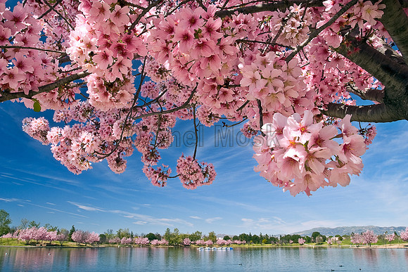 Cherry blossoms at Lake Balboa