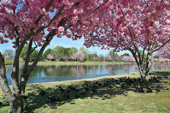 Lake Balboa cherry blossoms shading a flock of coots