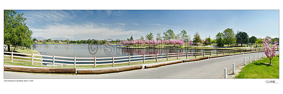 Panorama of cherry blossoms at Lake Balboa